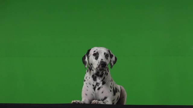 dalmatian dog green screen