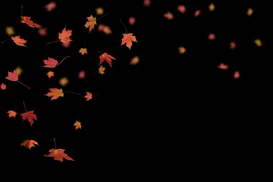 Falling autumn leaves at night with black background