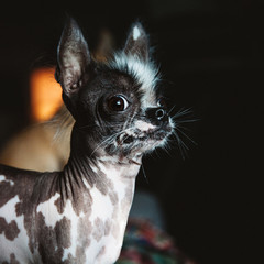Peruvian hairless and chihuahua mix dog on black
