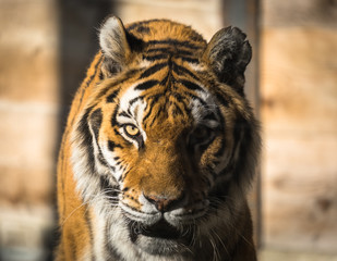 Tiger female head, close up