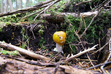 Mushrooms growing in moss forest