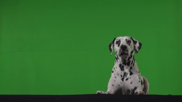 dalmatian dog green screen