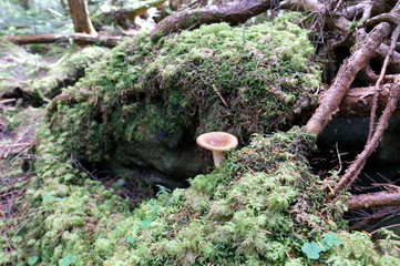 Mushrooms growing in moss forest