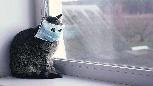 Virus. Cat in a protective gauze bandage from viral diseases.