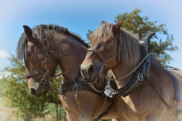Porträt von zwei Kaltblüter Arbeitspferden