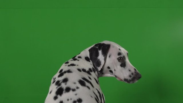 dalmatian dog green screen