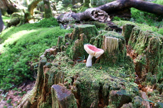 Mushrooms growing in moss forest