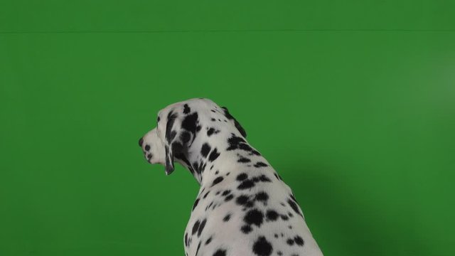 dalmatian dog green screen