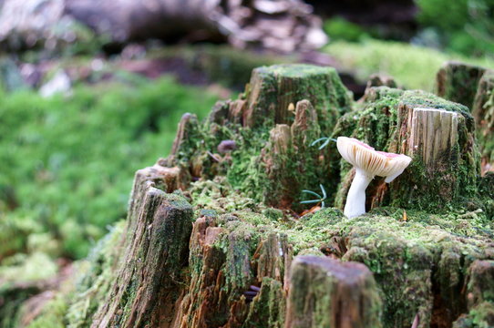 Mushrooms growing in moss forest