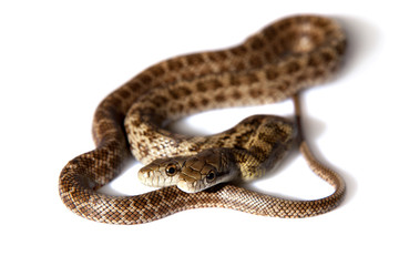 The two headed Japanese rat snake, Elaphe climacophora, on white