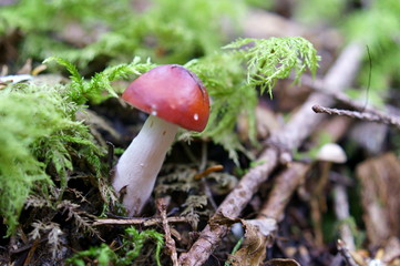 Mushrooms growing in moss forest