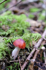 Mushrooms growing in moss forest