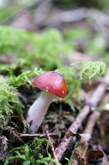 Mushrooms growing in moss forest