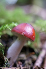 Mushrooms growing in moss forest