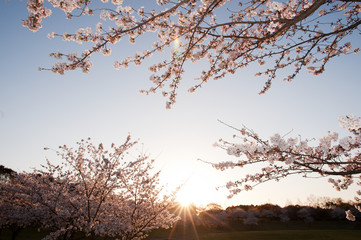 夕焼けと桜