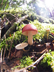 Mushrooms growing in moss forest