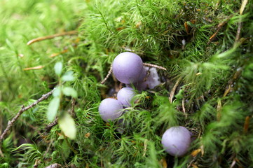 Purple mushrooms growing in moss forest