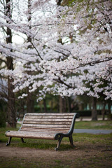 桜と公園のベンチ