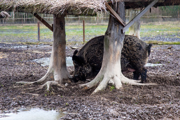 Wild boar in a pen on an eco- farm. Agrotourism. Zoo
