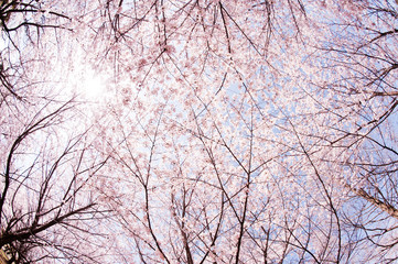 Obraz premium 青空と太陽と桜