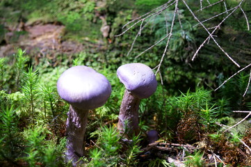 Purple mushrooms growing in moss forest
