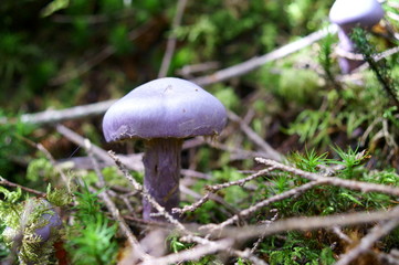 Purple mushrooms growing in moss forest