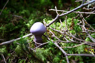 Purple mushrooms growing in moss forest