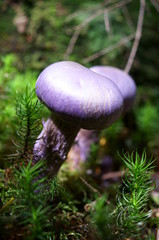 Purple mushrooms growing in moss forest
