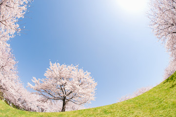 Naklejka premium 桜と青空と太陽