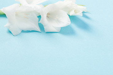 white gladiolus on blue background