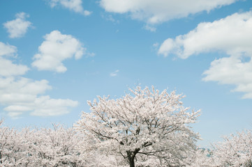 青空と雲と桜