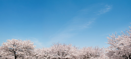 青空と雲と桜