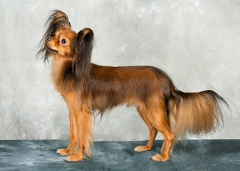 Naklejka premium Russian toy terrier on white background