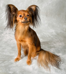 Russian toy terrier on white background