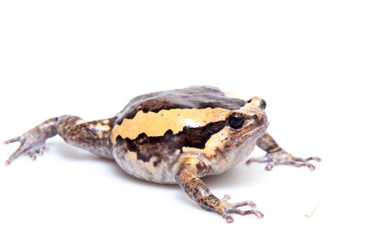 The banded bullfrog isolated on white background