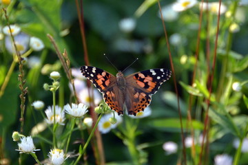 Butterfly on a flower in high grass, Guca, Serbia