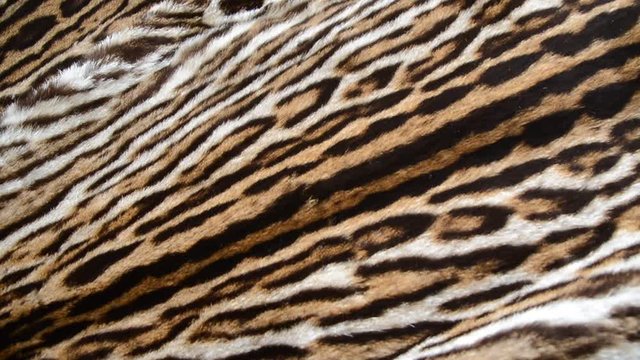 feline fur background texture pattern