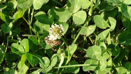 Obraz premium Honey bee on a flower in the grass