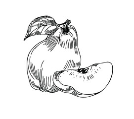 Quince with slice in line art style.