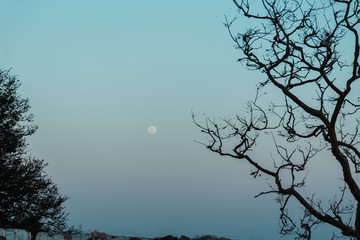 View of the moon besides the tree at sunset point in Mount Abu, Rajasthan, India