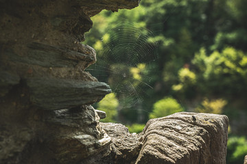 Spinnennetz im Mittelalterlichem Gewölbe