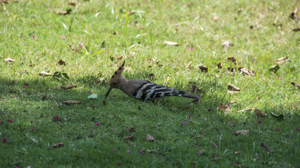 The Eurasian hoopoe (Upupa epops) © Nemanja Zivkovic