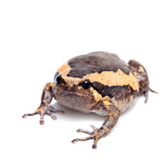 The banded bullfrog isolated on white background