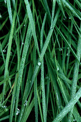 Deep intense green colour background. Lush dark green grass with silvery raindrops. Top view