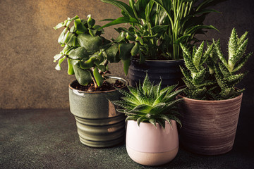 Collection of various succulent plants and in different pots. Houseplants against wall. Copy space.