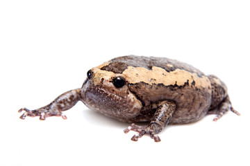 The banded bullfrog isolated on white background