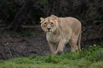 A beautiful portrait of an Asian lioness in winter