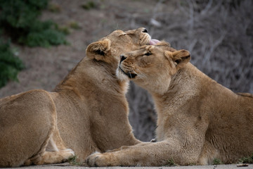 Fototapeta na wymiar Two Asian lionesses being affectionate