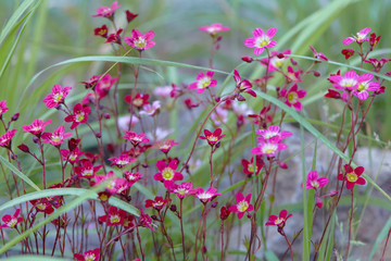 Tiny pink flowers with thin stems surrounded by green grass. Spring background