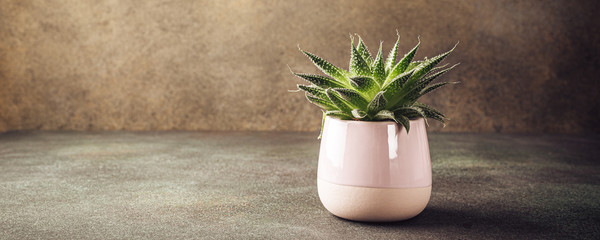 Indoor houseplant succulent in pink ceramic pot on brown background with copy space. Banner.